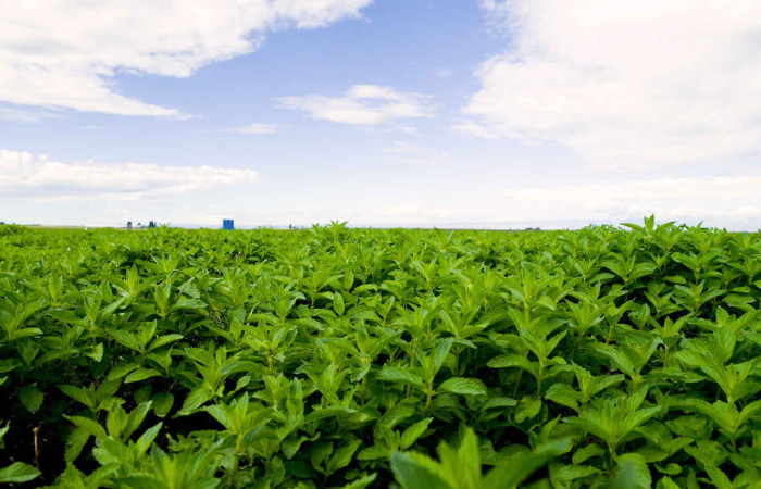 Conoce el origen de nuestros productos y cómo se fabrican.